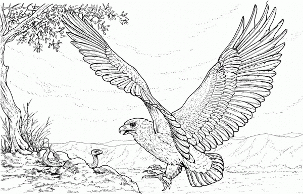 Eagle Attacking Snake coloring page image