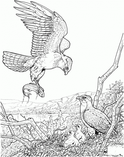 Eagle Catch a Fish for Its Baby coloring page image