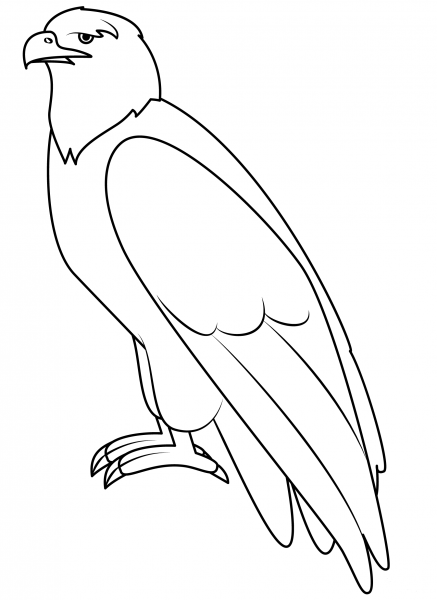 Eagle coloring page image