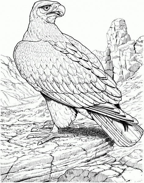 Eagle coloring page image