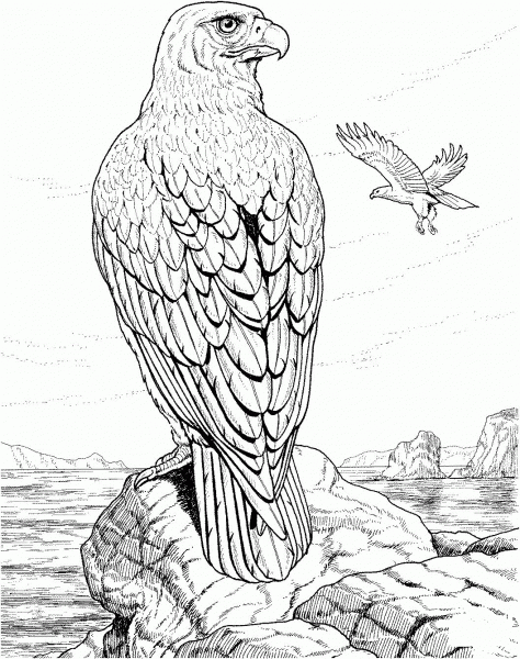 Eagle Perched on a Rock coloring page image