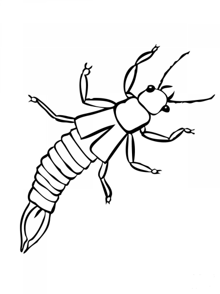 Earwig Insect coloring page image