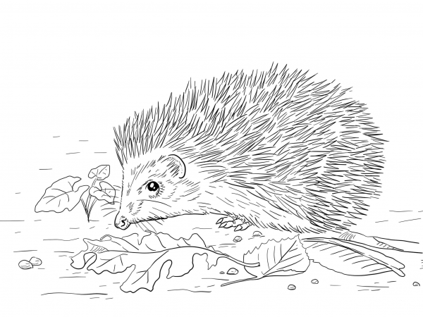 East European Hedgehog coloring page image