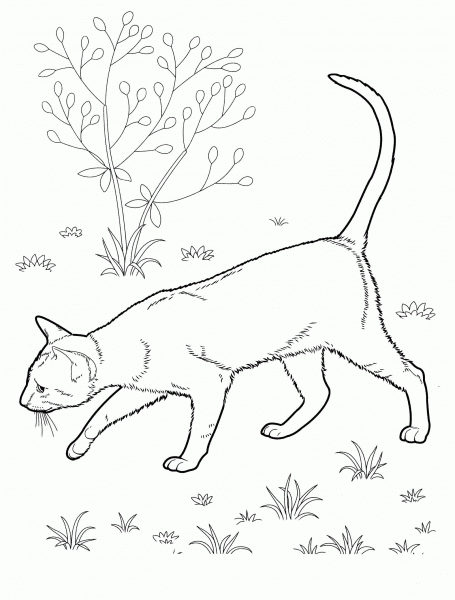 East Shorthair Cat  coloring page image