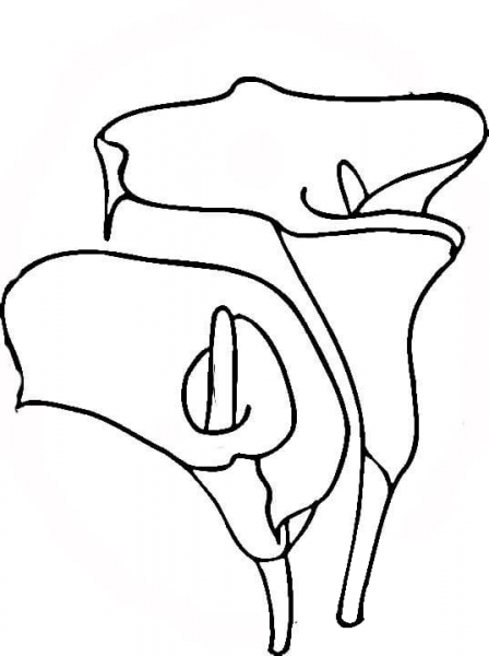 Easter Lilies  coloring page image