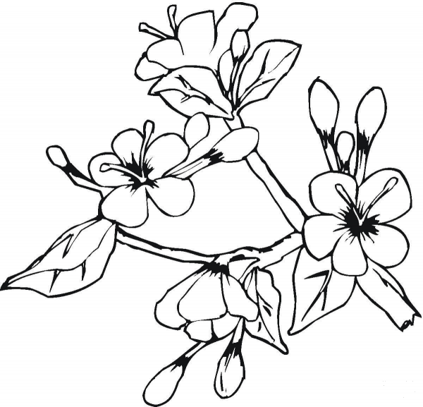 Easter Spring Flowers  coloring page image