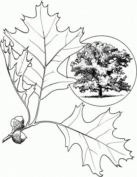Eastern Black Oak coloring page image