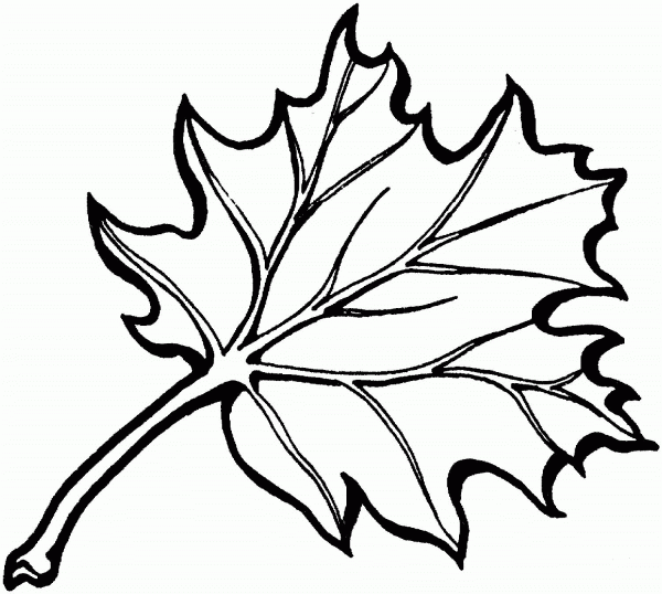 Eastern Black Oak Leaf coloring page image