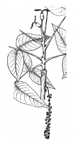 Eastern Black Walnut Branchlet coloring page image