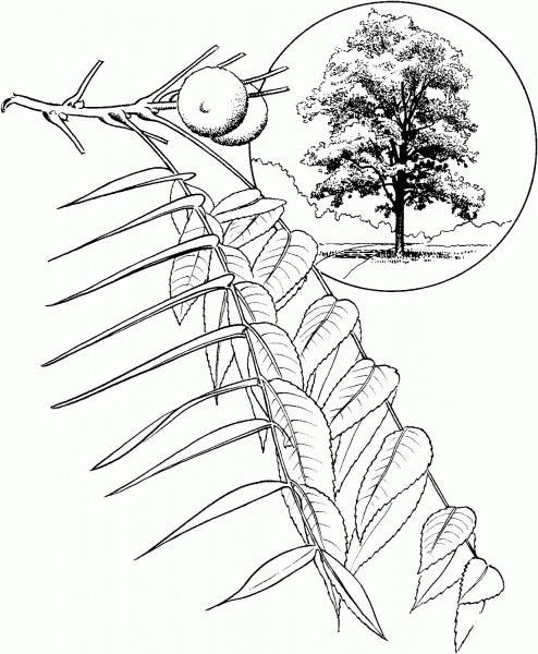 Eastern Black Walnut Tree coloring page image