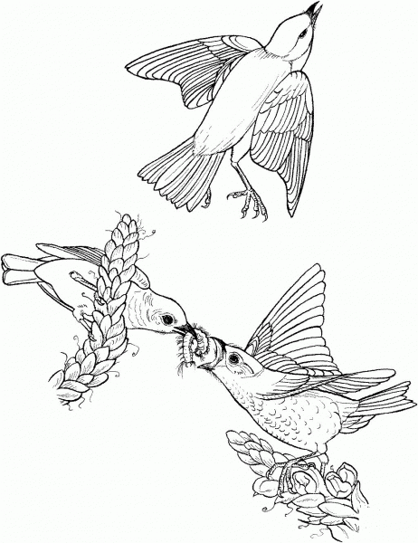 Eastern Blue Birds coloring page image