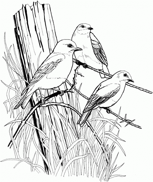 Eastern Blue Birds on Barbed Wire coloring page image