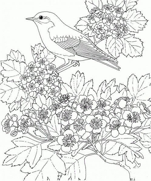 Eastern Bluebird and Hawthorn Missouri State Bird and Flower coloring page image