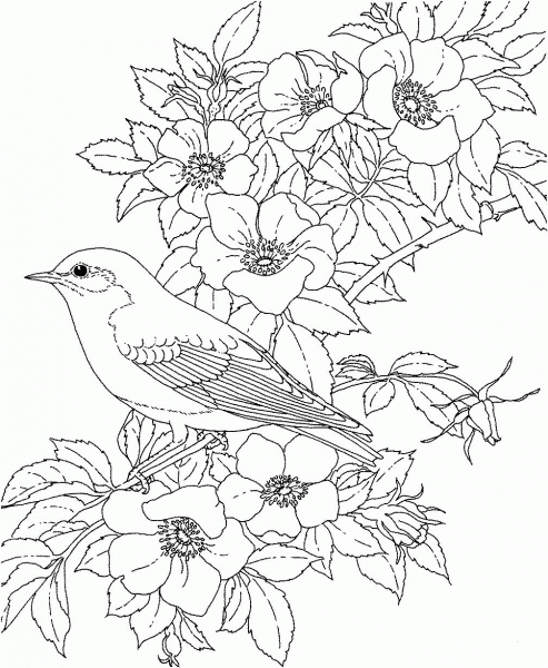 Eastern Bluebird and Rose New York State Bird and Flower coloring page image
