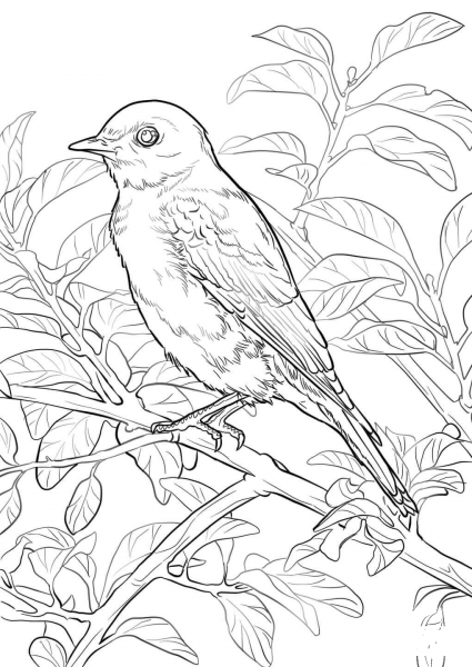 Eastern Bluebird coloring page image