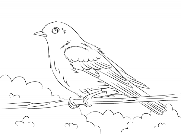 Eastern Bluebird coloring page image