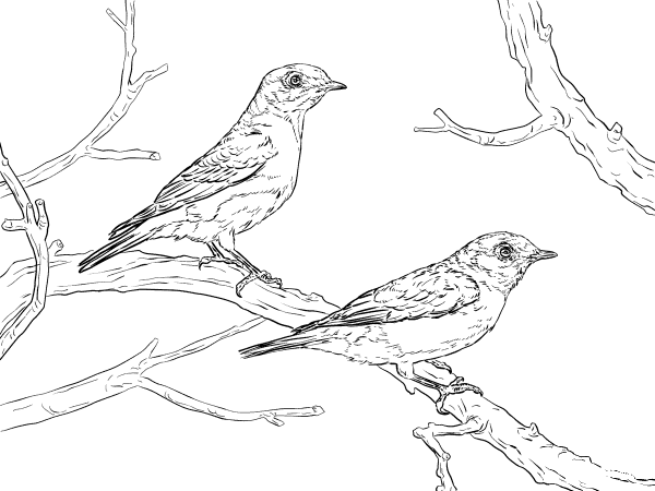 Eastern Bluebird Pair coloring page image