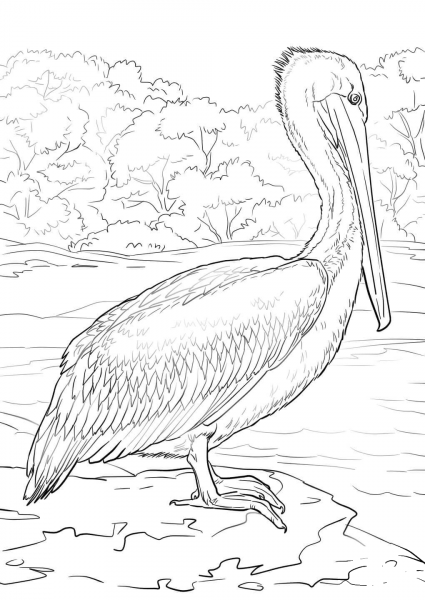 Eastern Brown Pelican coloring page image