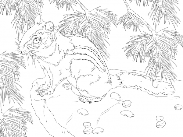 Eastern Chipmunk coloring page image
