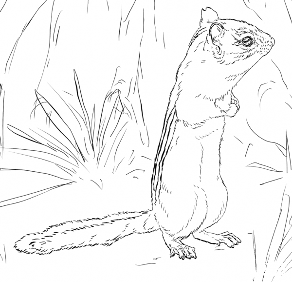 Eastern Chipmunk coloring page image