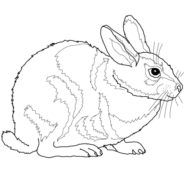 Eastern Cottontail Rabbit coloring page image