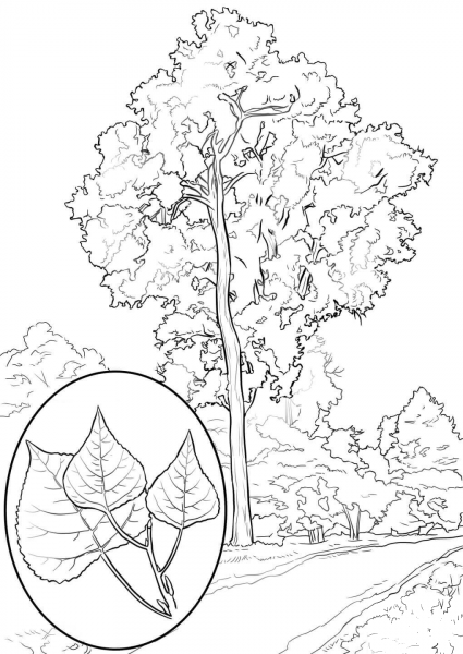 Eastern Cottonwood coloring page image