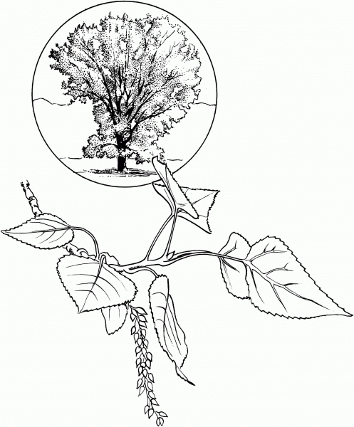 Eastern Cottonwood coloring page image