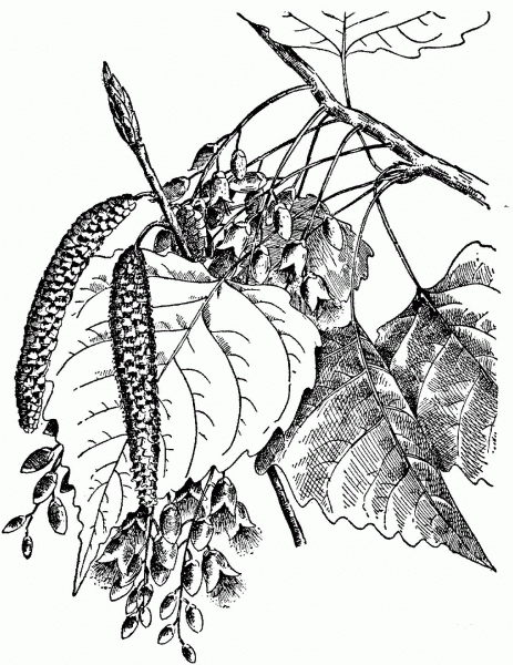 Eastern Cottonwood Leaves coloring page image