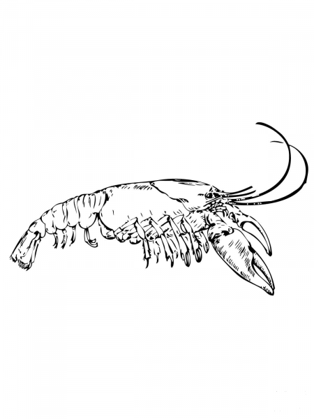 Eastern Crayfish coloring page image
