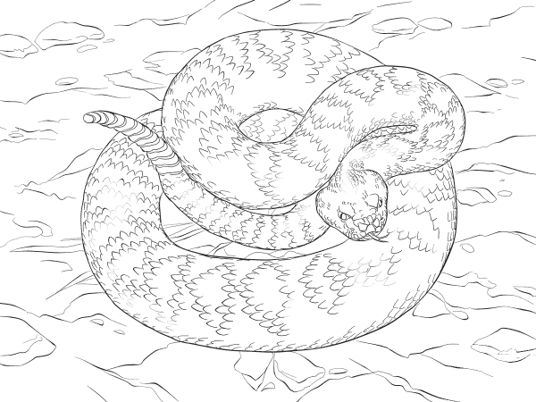 Eastern Diamondback Rattlesnake coloring page image