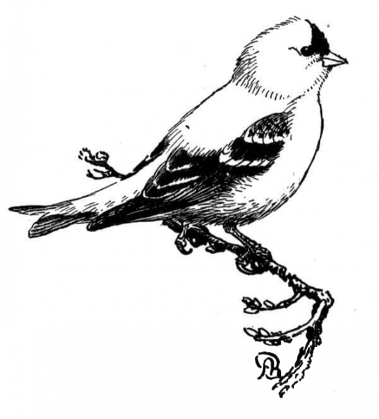 Eastern goldfinch coloring page image