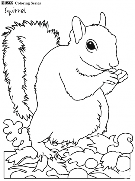 Eastern Gray Squirrel coloring page image