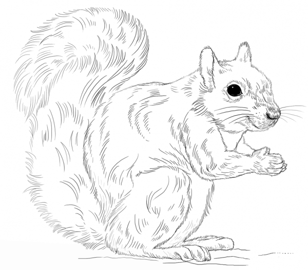 Eastern Gray Squirrel coloring page image