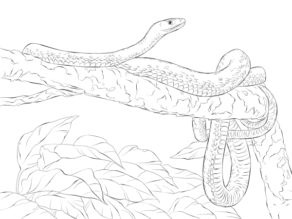Eastern Green Mamba on A Tree coloring page image