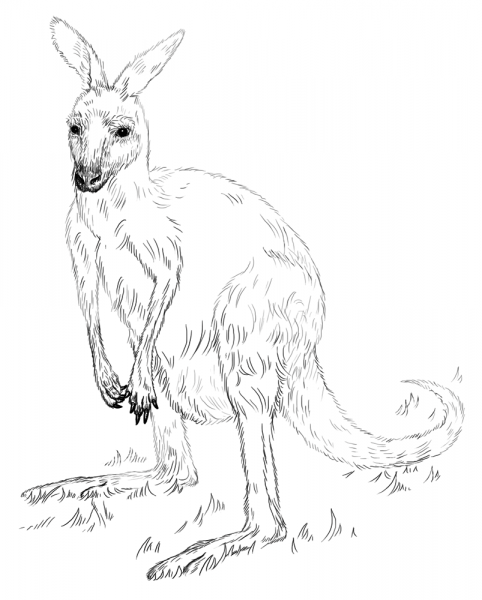 Eastern Grey Kangaroo coloring page image
