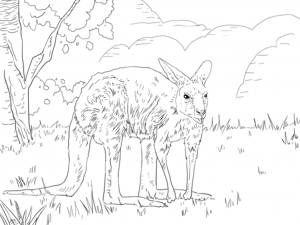 Eastern Grey Kangaroo coloring page image