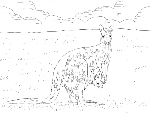 Eastern Grey Kangaroo with Baby coloring page image