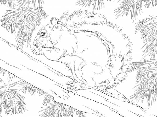 Eastern Grey Squirrel coloring page - ColouringPages