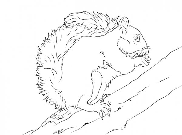 Eastern Grey Squirrel on A Tree coloring page image