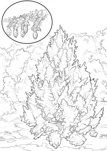 Eastern Hemlock coloring page image