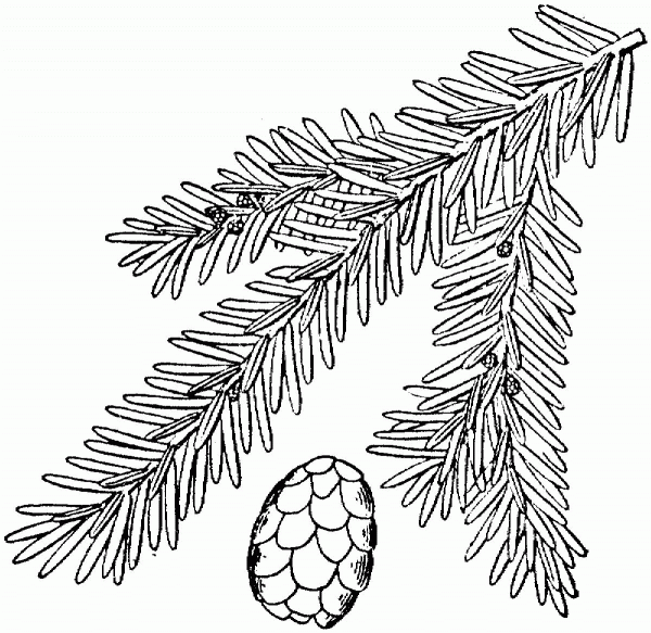 Eastern Hemlock or Canadian Hemlock coloring page image