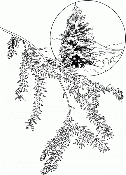 Eastern Hemlock or Canadian Hemlock Tree coloring page image