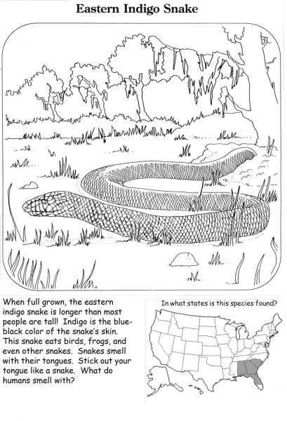 Eastern Indigo Snake coloring page image
