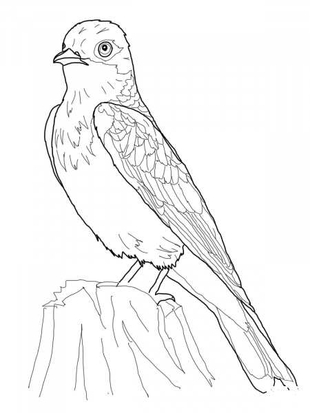 Eastern Kingbird coloring page image