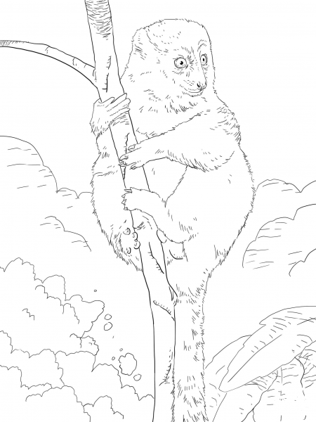 Eastern Lesser Bamboo Lemur coloring page image
