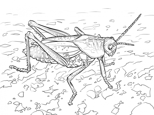 Eastern Lubber Grasshopper coloring page image