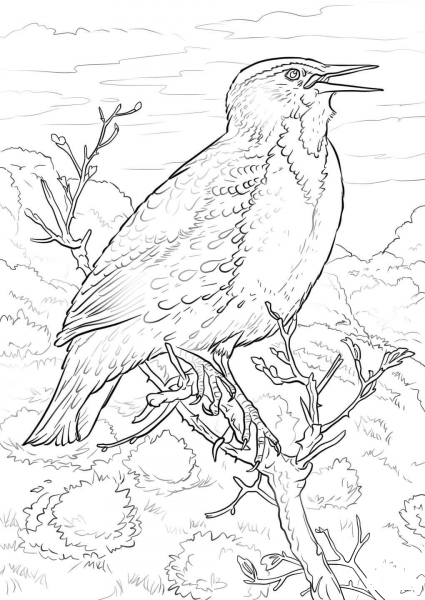 Eastern Meadowlark coloring page image