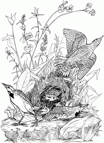 Eastern Meadowlarks coloring page image