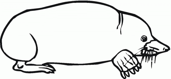 Eastern mole coloring page image
