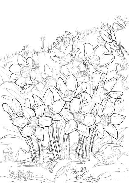 Eastern Pasque Flower coloring page image